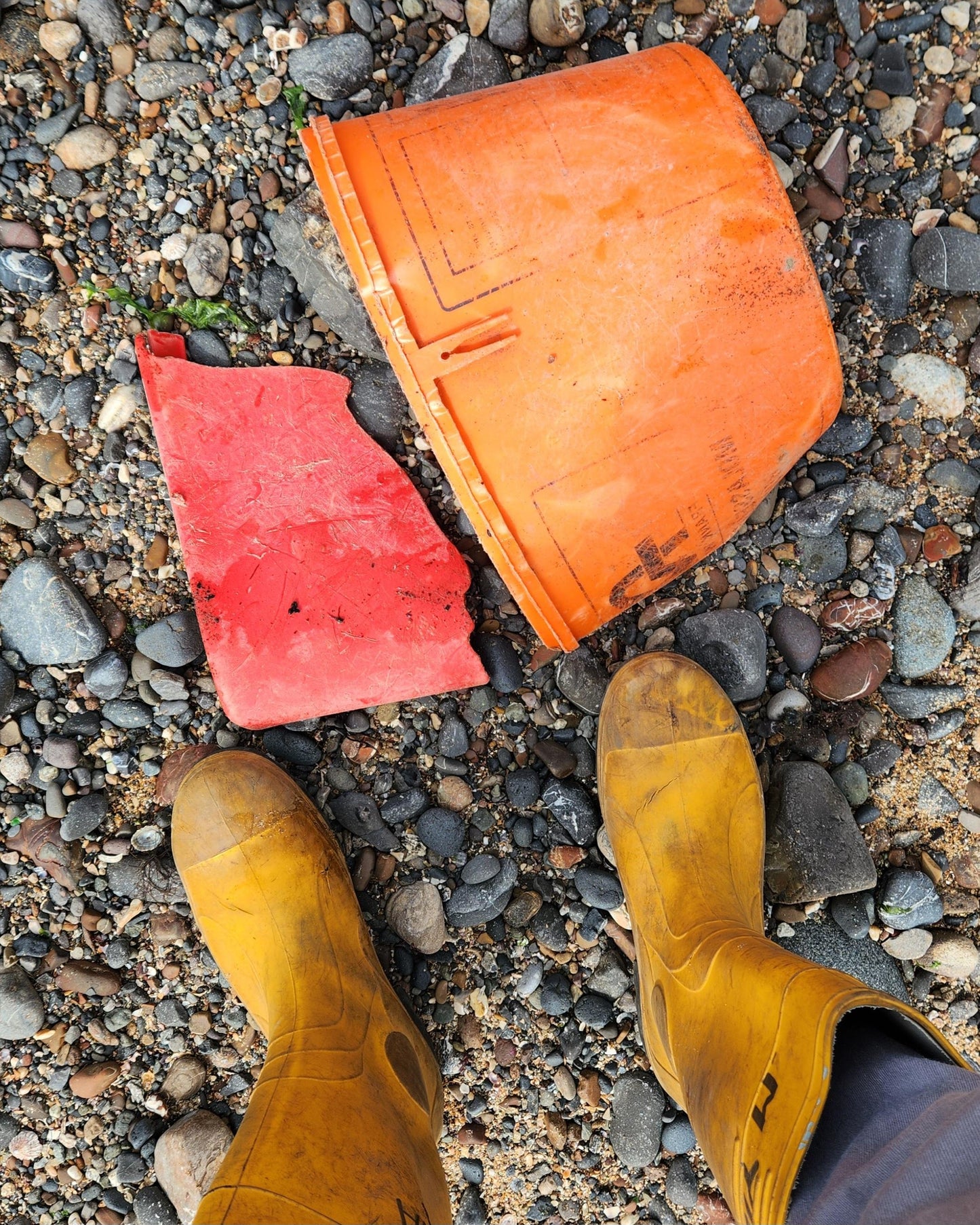 Starfish Orange